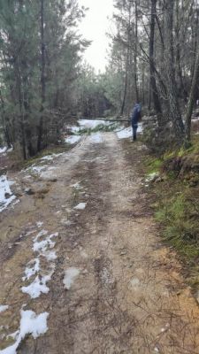 Depress&atilde;o Ingrid